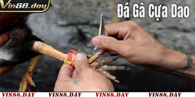 Đá Gà Cựa Dao – Sân Chơi Kịch Tính Và Hấp Dẫn Bậc Nhất