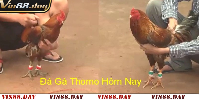 Đá Gà Thomo Hôm Nay: Quy Tắc Ngầm Khi Tham Gia Cược